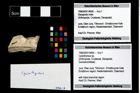Foto (Objekt + Etikett) von Cyclothyreus sp.  (NHMW-GEO-1990-0041-4695)